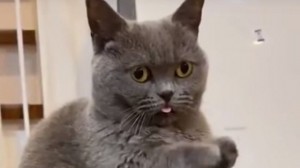 Создать мем: шотландский кот скоттиш страйт, кот британец, британская короткошёрстная кошка