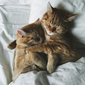 Create meme: seals comfort hug, seals, cute cats