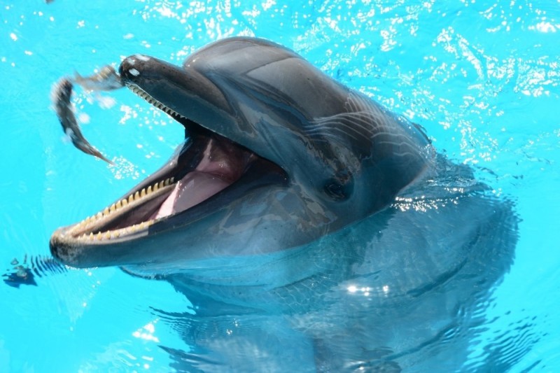 Create meme: Dolphin bottlenose Dolphin , cetacean dolphin, whales and dolphins 