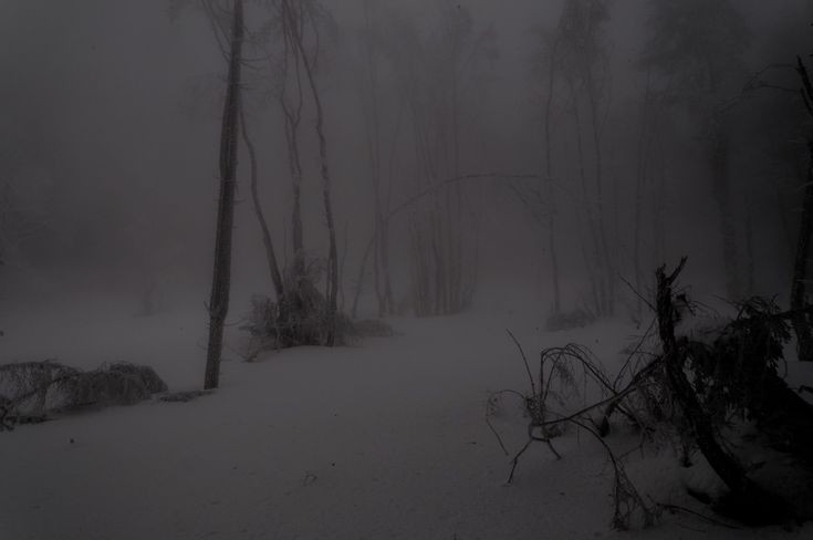 Create meme: grey forest, fog forest, in the winter forest