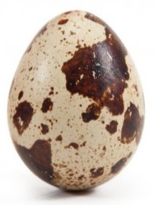 Create meme: speckled eggs on a white background, quail egg figure, white background speckled like quail eggs