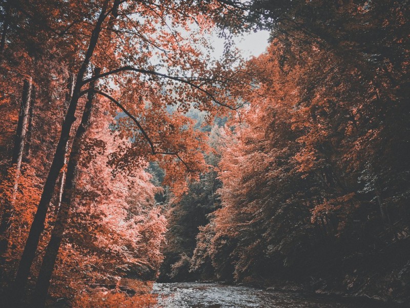 Create meme: autumn forest river, autumn forest, autumn 
