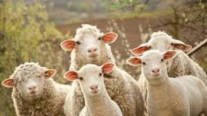 Создать мем: sheep farm, sheep, стадо овец