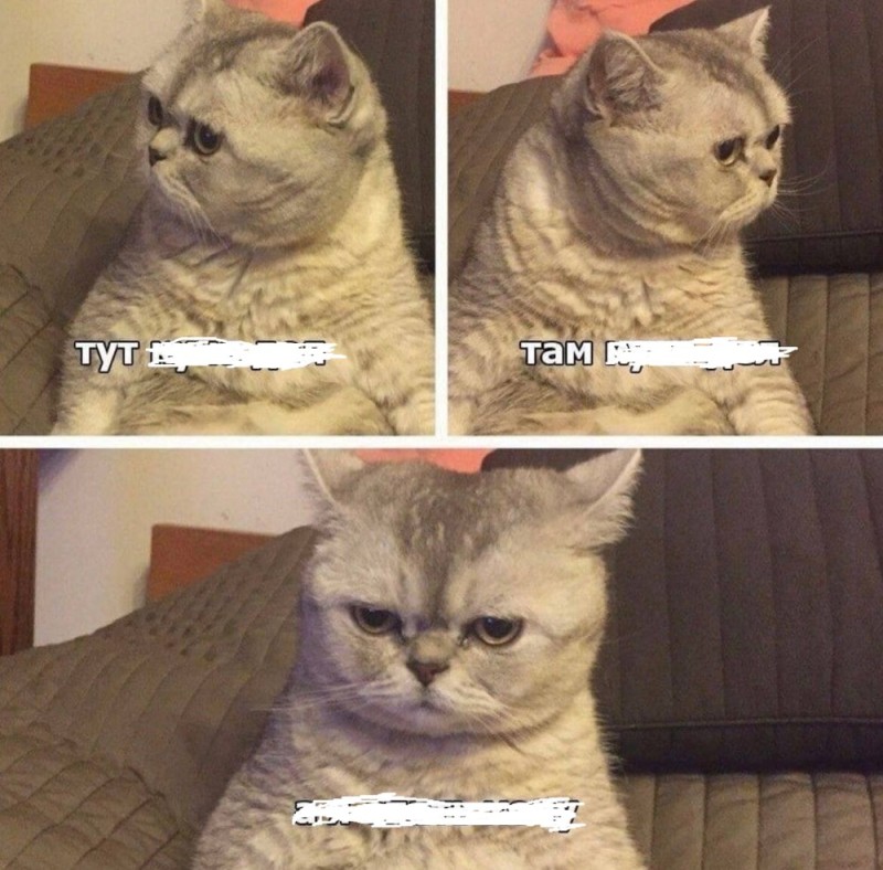Создать мем: котенок мем, мемы с котиками, коты