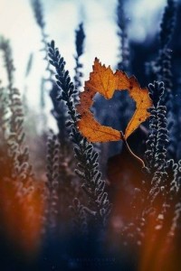 Create meme: fall, the picture I love autumn although I do not like the cold, autumn is not wrong