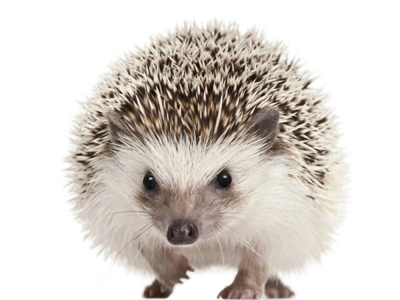 Create meme: hedgehog on a white background, mammals hedgehog hedgehog, white hedgehog