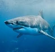 Create meme: shark large, stingray shark, great white shark
