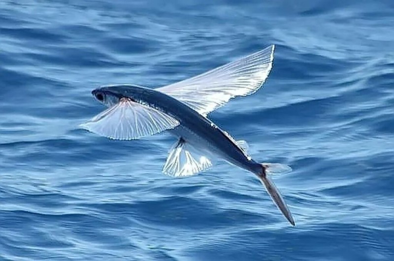 Создать мем: летающая рыба, летучая рыба тобико, японская летучая рыба дальневосточный длиннокрыл