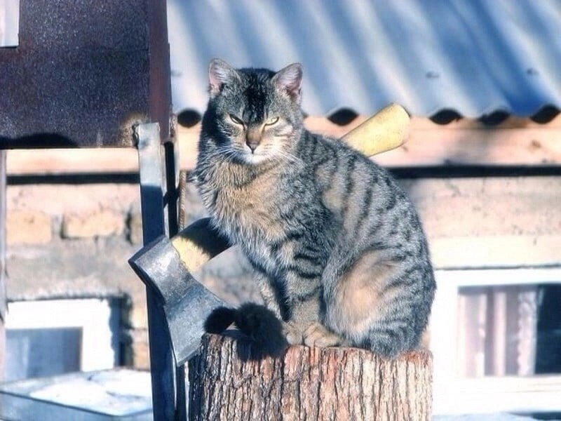 Создать мем: кот на дровах, кошка, кошка с лопатой