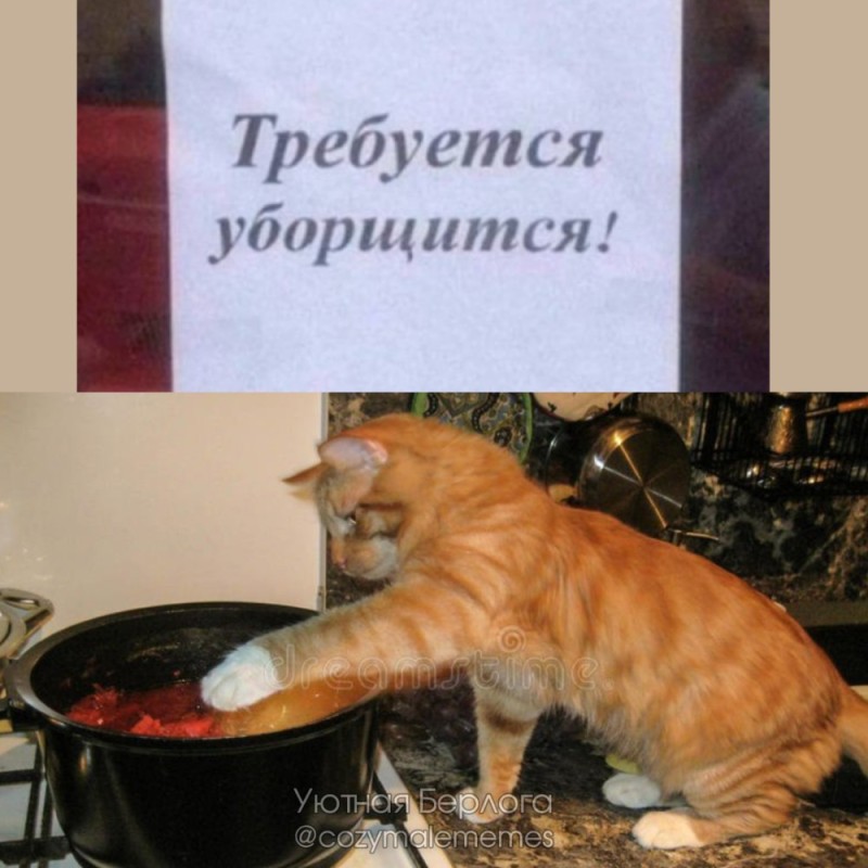 Создать мем: кот, суп с котом, ну уборщимся раз требуется