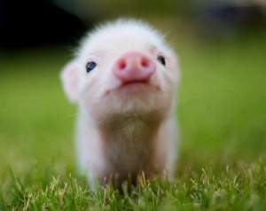 Create meme: pigs, mini pig