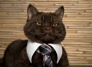 Create meme: cats, cat, business cat