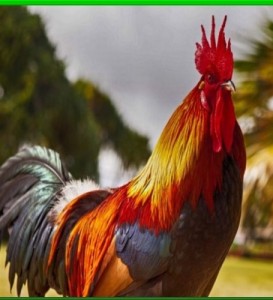 Создать мем: петушок, rooster, год петуха