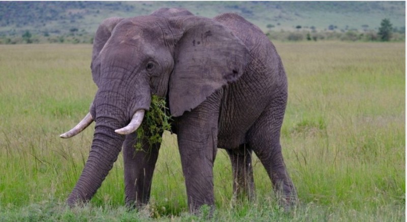 Create meme: african elephant, elephant , elephant in africa