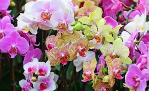 Создать мем: орхидея розовая, орхидея, фаленопсис