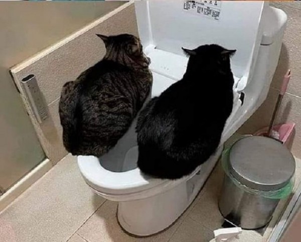 Create meme: the cat in the bidet, toilet , black cat on the toilet