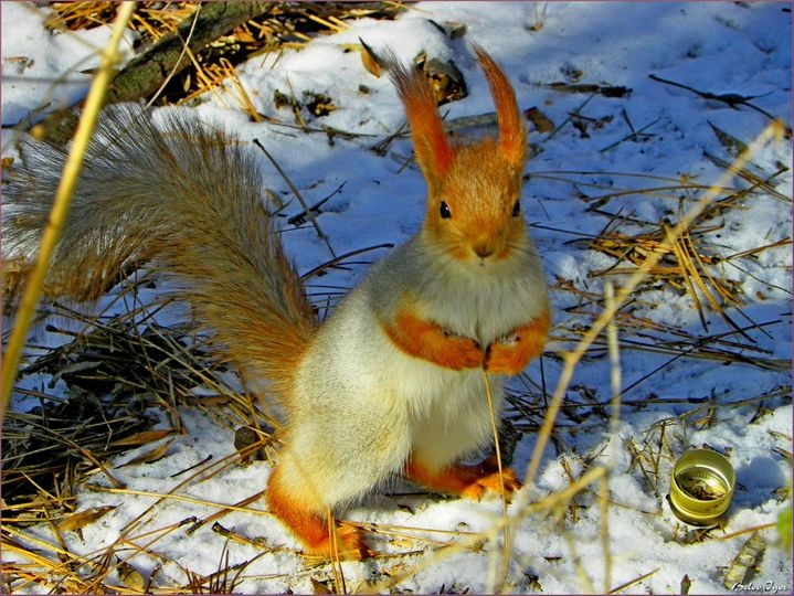 Create meme: squirrel , squirrel in winter, squirrel in winter
