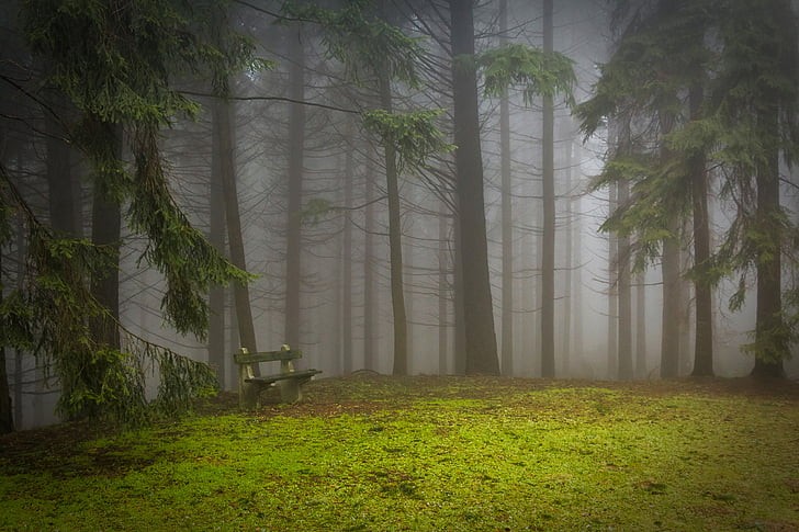 Create meme: fog in the forest, forest , foggy morning in the forest
