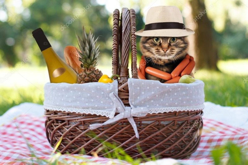 Create meme: picnic, summer cat, picnic basket