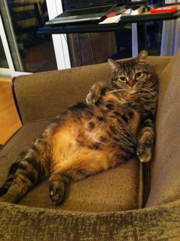 Create meme: fat cat, funny fat cat, cat funny 