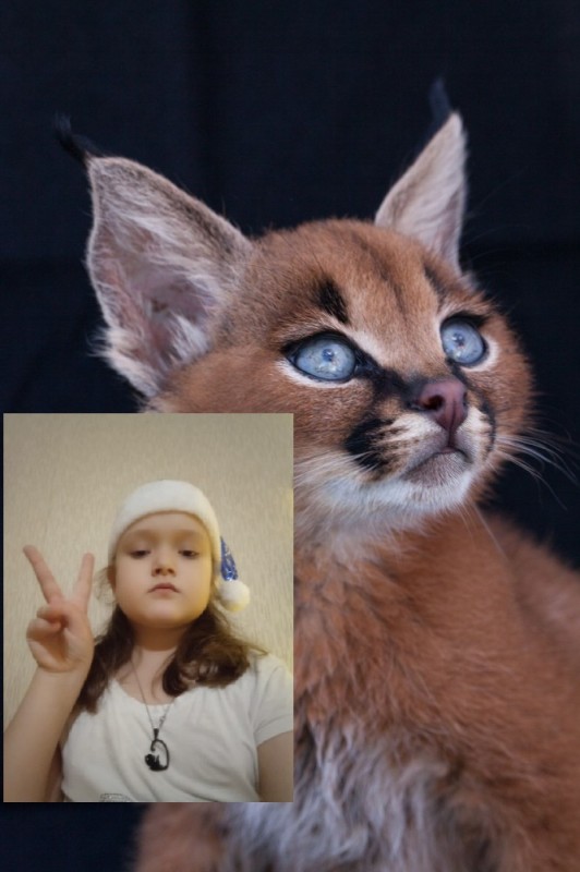 Создать мем: порода каракал, кошки породы каракал, кот породы каракал