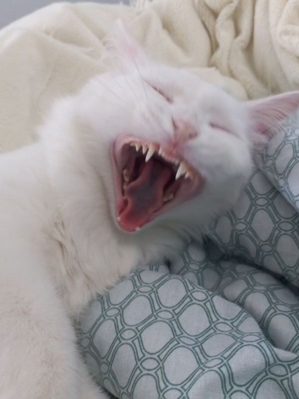 Создать мем: белые кошки, орущий кот, зевающий кот
