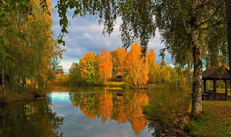 Create meme: autumn birch, autumn , nature of russia autumn