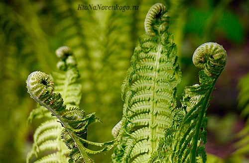 Create meme: fern, common ostrich fern, macro fern