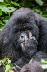 Создать мем: goril, mountain gorilla, нос гориллы