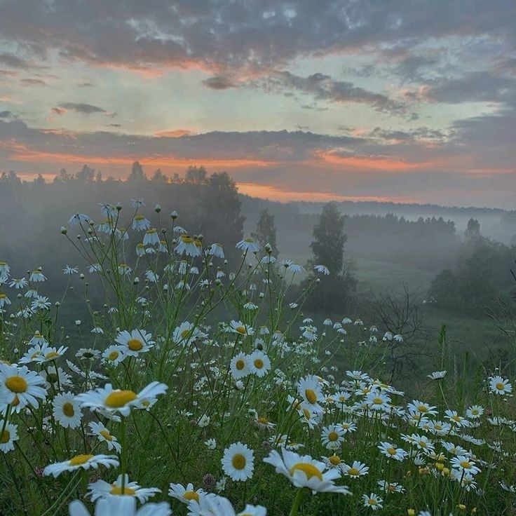 Create meme: daisies at dawn, a beautiful field of daisies, chamomile meadow
