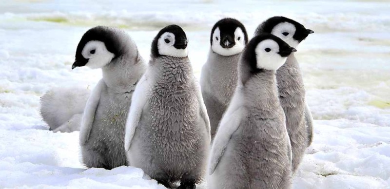 Создать мем: пингвин императорский, baby penguin, пингвины фотографии