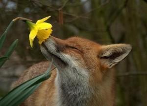 Создать мем: лиса, лисиця, нюхать цветы