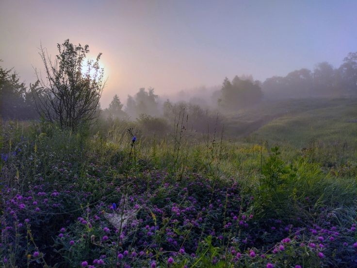 Create meme: nature , lilac in the fog, morning fog 