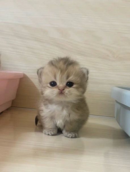 Create meme: adorable kittens, Highland Straight golden chinchilla, kitty 