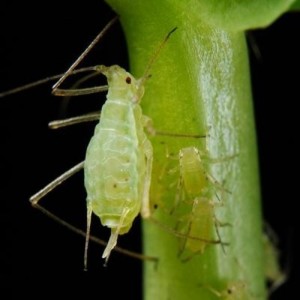 Create meme: aphids at room, insect aphids, pea aphids