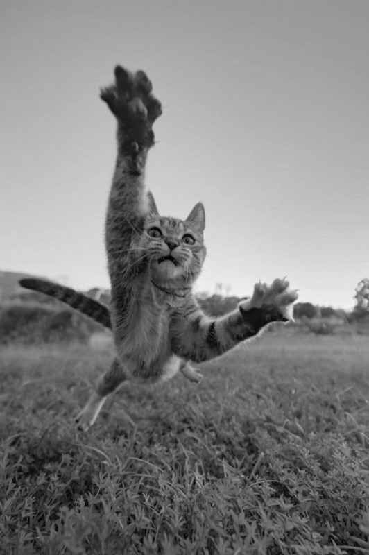 Create meme: cheerful cat, flying cat , cat 
