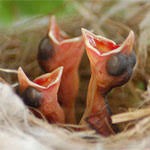 Create meme: warbler bird nest, brood birds, nestlings