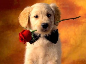 Create meme: dog, postcards with dogs, photo of a beautiful puppy with a rose in his mouth