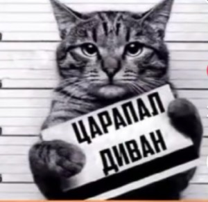 Создать мем: кот, коты с табличками, кот преступник