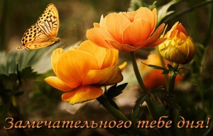 Create meme: beautiful flowers, summer flowers butterfly, flowers