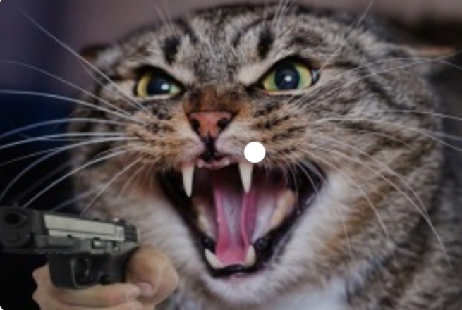 Создать мем: агрессивная кошка, кот злой, бешеный кот