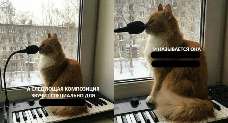 Create meme: musical cat, ginger kitten meme, my cat