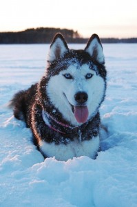 Create meme: husky breed, Siberian husky, husky