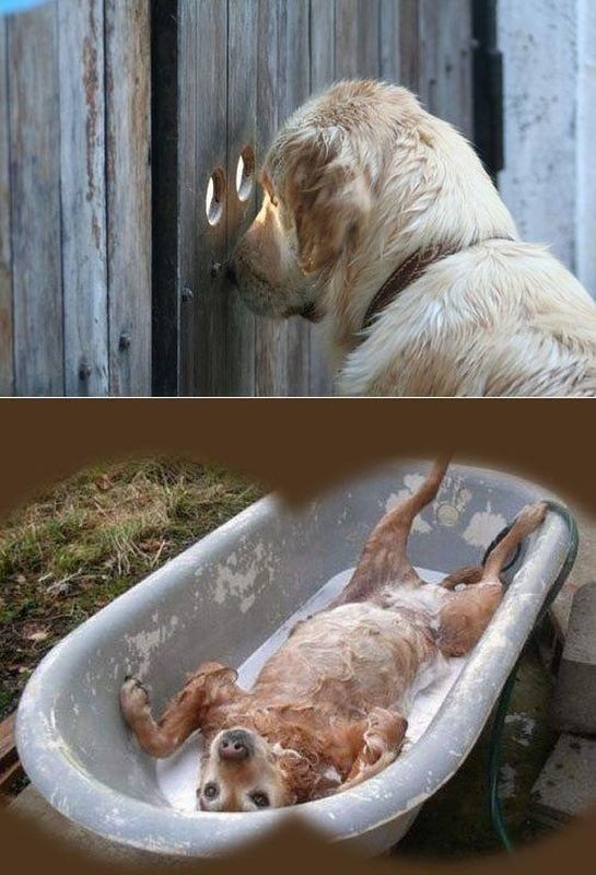 Create meme: the dog is washing, animals jokes , funny animal jokes