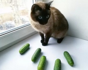 Create meme: the cat and cucumber, Siamese cat