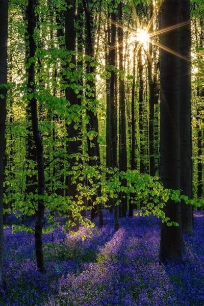 Create meme: beautiful forest, Hallerbos forest, beautiful forests