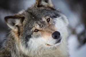 Создать мем: грустный волк, волк преданный, взгляд волка