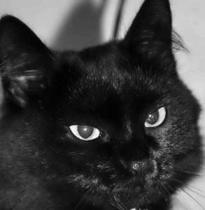 Create meme: Kitsa, black black, cat