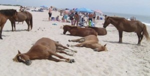 Создать мем: the beach, лошадь, жылқылар