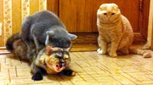 Создать мем: кот и кошка, кошечка, кот спаривается